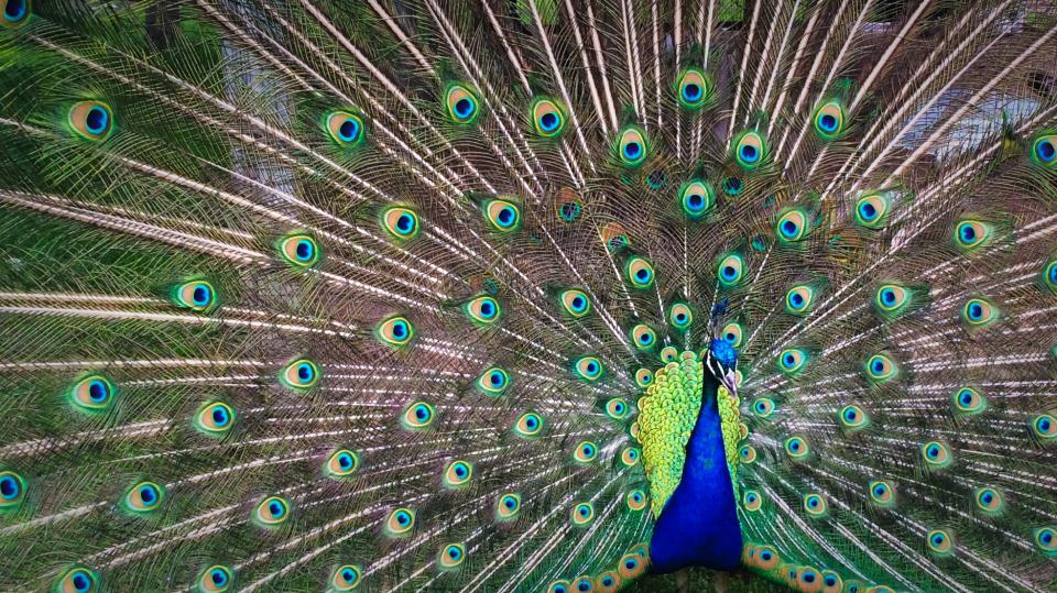 Peacock-Colored Dream