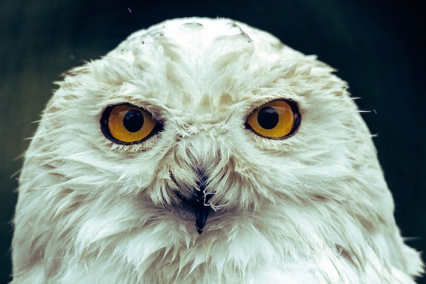 Lucid Dreams Were Sparse–Then an Owl Swooped In