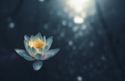 Dreamy Lotus